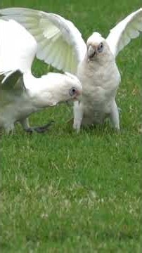 Little Corella. #naturalflow #birds #nature #wildlife #shorts