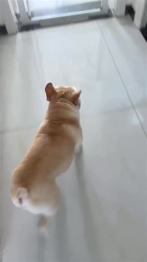 When I saw him running away after eating, I knew that things were not simple There is really no need to delay #frenchiepuppy #frenchie #frenchbulldog #frenchielove #frenchies #frenchielife | Frenchie World