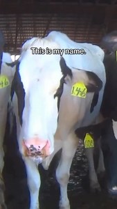 This is my name. It’s also a constant reminder of the pain. 💔 While ear tags are a widespread practice for identification, they are not without serious consequences. Studies show that ear tags can cause chronic pain, ear lesions, and scabbing, often leading to infections that compromise an animal’s long-term health. It’s a clear example of how convenience and profit are prioritized over the well-being of a sensitive, feeling animal. Every cow, every animal, deserves a life free from unnecessary