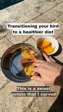 How to start improving your pet bird’s diet