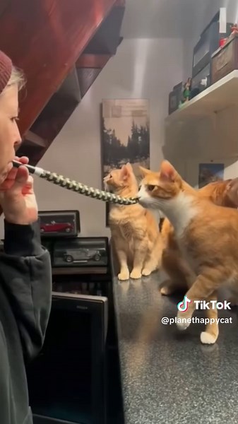 Hilarious Cat Compilation: Funniest Felines In Action