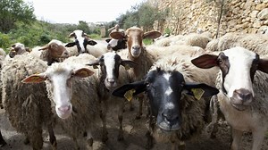 Chèvre alpine : tout savoir sur la race de chèvre la plus répandue en France