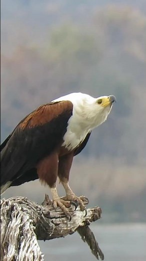 Fish Eagle Call | A signature sound track of the African savannas #africanwildlife #eagle