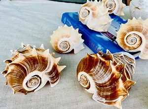 King Crown Conch Shell (4-5"), Spikey Coastal Home Décor - Etsy