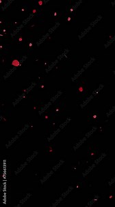 rose petals falling video overlay animation with transparent background