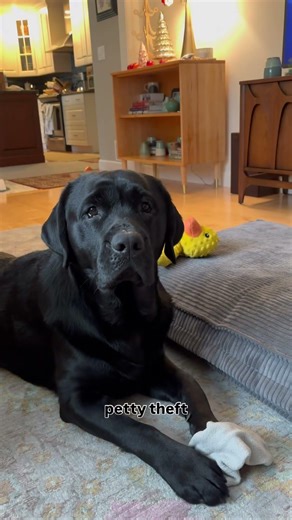 my client would like to plead “just a baby” #blacklab #labradorretriever #lab #dog #puppy #dogmom