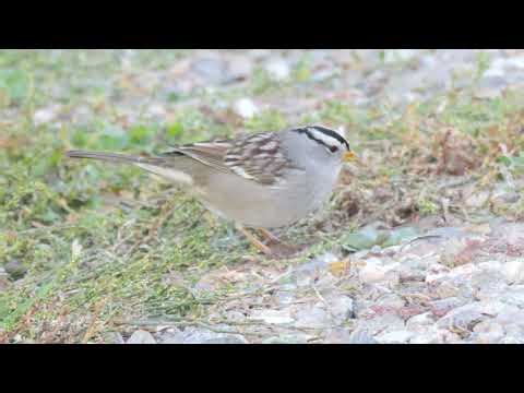 White-crowned Sparrow