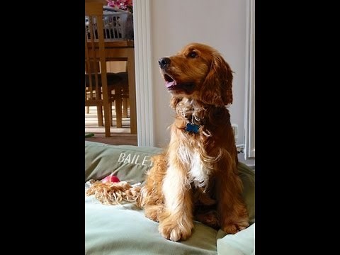 How to Stop Your Dog Barking in the Garden.