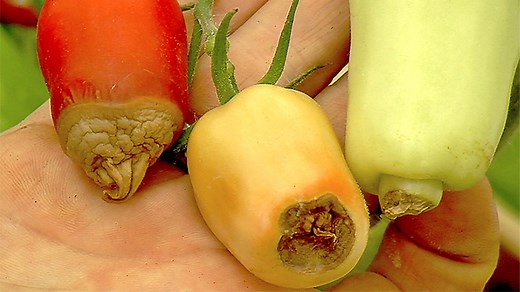 Lutter contre le cul noir de la tomate : Solutions naturelles efficaces