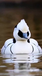 Smew ducks the most beautiful and royal look ever saw ##smew##ducks##pond##lake##birds##nature##wildlife##photography##videography##animals##facebook##dira##saha##Reel##viral## | Dira Saha