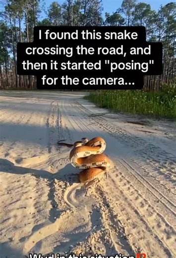 Understanding Corn Snake Markings and Their Origin