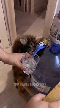 How My Cat “Helps” Me Work From Home... #funny #cat #cute #pets #animals