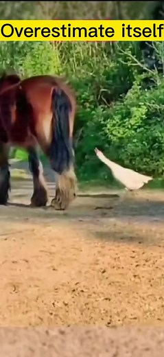 Pissed off the wrong person...#horse #funny #fyp #poor | goose