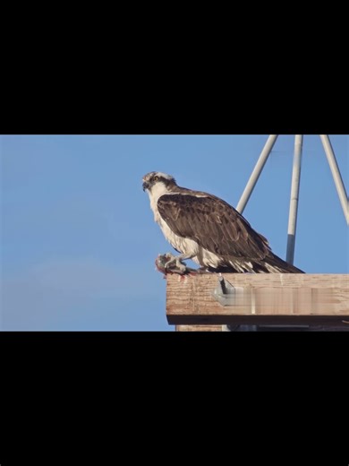 Forest Echo| This Osprey Refused to Let Go