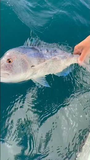 Dentex catch and release