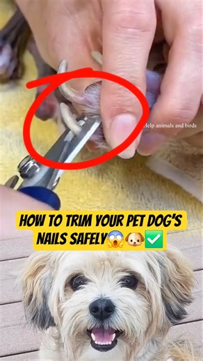 How to Trim Your Pet Dog’s Nails Safely. #DogGrooming #DogNailTrim #PetCare