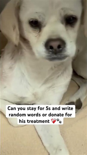 Left To Starve With A Broken Pelvis For Months: He Survived,But Needs Surgery. Please DONATE To Help