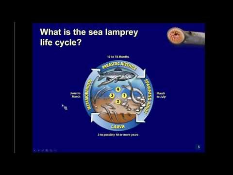 Sea Lamprey in the Great Lakes