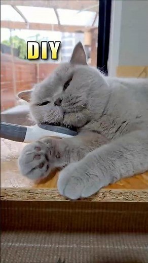 The Ultimate Self-Care: Cat Relaxing While Grooming | #catshorts