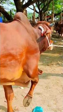 Cow videos 1480😅 #shortsvideo #funnyshorts #funny #cow #cowcow #funnycow #animals