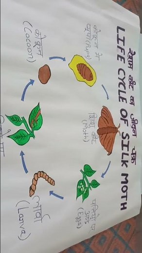 chart making # Short video # life cycle of silk moth
