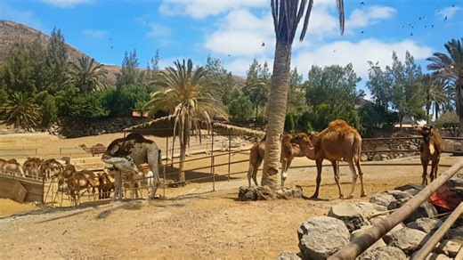 Camels, Mammal, Nature. Free Stock Video