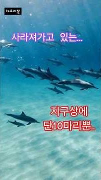 크리스마스특집(멸종 직전, 세계에서 가장 희귀하고 작은 돌고래)#바키타 #차트리필 #지식 #동물 #쇼츠 #쇼츠맛집 #돌고래 #멸종위기 #멸종위기동물 #멸종위기종 #지구살리기