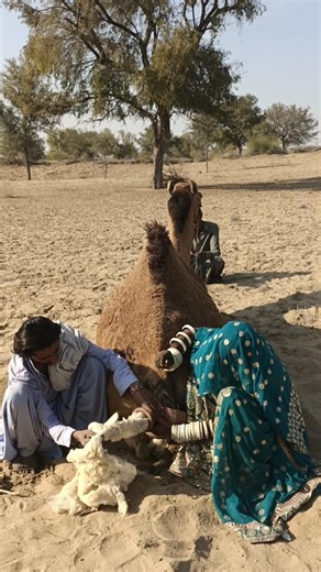 وضعتِ المرأةُ القطنَ في الجرّةِ تحتَ الجمل، فكان ذلك مشهداً مُدهشاً#animals #desertlife #camel