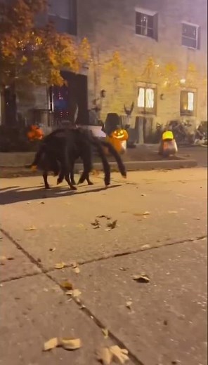 Dog Dressed as Giant Spider Terrifies Everyone on Halloween Night 🕷️🐶😂