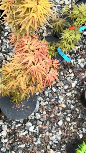 Acer Palmatum Mikawa Yatsubusa Seedlings