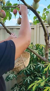 Tamarillo / Spanish Tomato Harvesting & Tasting #plantitalyninoz #KaHalaman #tamarillo | Plantita Lyn in Oz