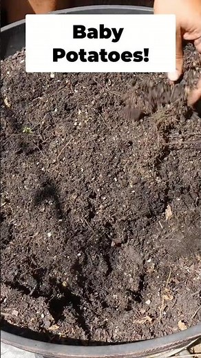 Small Potatoes, Big Flavor: Quick Cooking Ideas #shorts