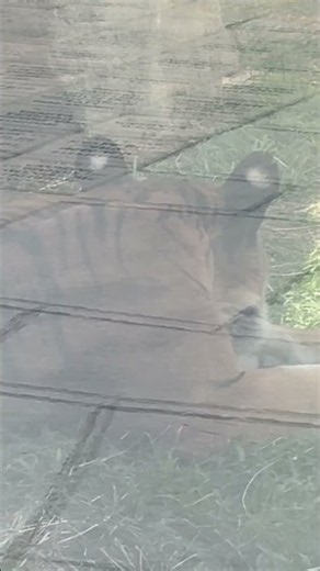 Follow me spot Tiger!!