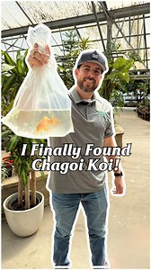 🚨🐟 Got a shipment of Chagoi koi this morning at Smith’s! I’ve been trying to find them at a reasonable price for years, and finally did! 🎉💦 Chagoi are the ultimate personality hires for your pond. Usually solid brown or coppery in color. They grow large, fat, and fast. They’re voracious eaters and extremely friendly — because they’re always begging for food! 😆🍽️ They’ll quickly learn to eat out of your hand, and the other koi in the pond will learn to be friendlier by watching your Chagoi 