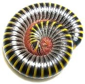 Bumblebee Millipede - Bugs In Cyberspace