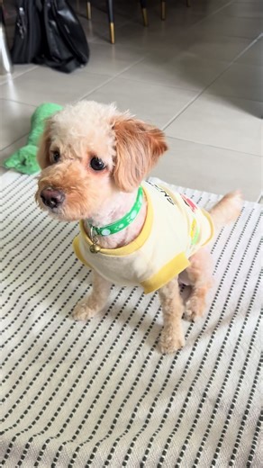 My little poodle lion 🤣