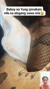 8.4K views · 38 reactions | Masyado na itong Malaki kaya baboy na Ang kanilang ipinakain #followers #pig #python #amazon #weird #scary #giantsnake | Margie Cantoja Granada | Facebook