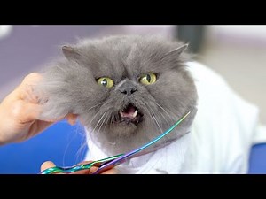You will be amazed by this cute cat !! ❤️🐱Lovely + Angry