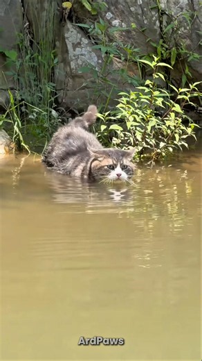 Why Are Cats Afraid of Water? It Turns Out It’s Not Because They Can’t Swim! 🐱💧#shorts