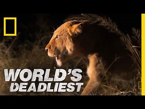 Lioness vs. Hyenas | World's Deadliest
