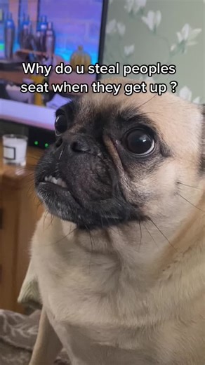 She’s annoying and knows it #sluggersthejug #jugdogsruletiktok #teamjug #jugsoftiktok #petsoftiktok #jugdog #jugdogbreed #mixedbreeddog #jugdogs