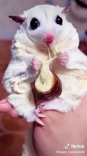 Sugar Glider Care: Feeding and Handling Tips