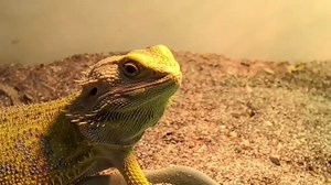 Chameleon Feeding Bearded Dragon Bug Bowl Reptile Feeder Box with Column for Insects to Climb for Feeding Chameleon Gecko Lizard Frog (S)