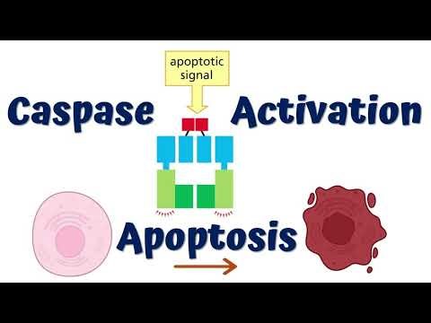 Understanding Apoptosis: The Process of Programmed Cell Death (3 Minutes)