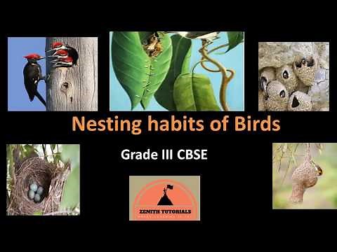 Nesting Habits of Birds