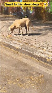 🥹🐶help make my life very peaceful 🙏😘#foryou #cat #dog #animals #shortsfeed #viral #subscribe