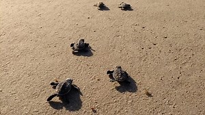 6.7K views · 257 reactions | Little baby turtle hatchling takes his first steps!  So small and so cute and so waddle-y!  Did you know only about 1 in 1000 turtles make it from their shells to adulthood? It's a rough ride out there for these little guys. The world is a big and scary place for them.  Ever seen something so sweet?? We're not crying, you're crying! 沈  @institutobiota | Diving Adelaide & Online Dive Gear | Facebook