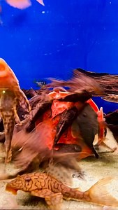 Pleco Feeding Party | ZOOBOX.de