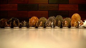 Cats Eating Animated Wallpaper