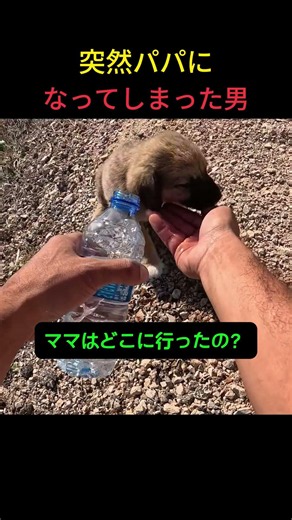 旅の途中で出会った相棒